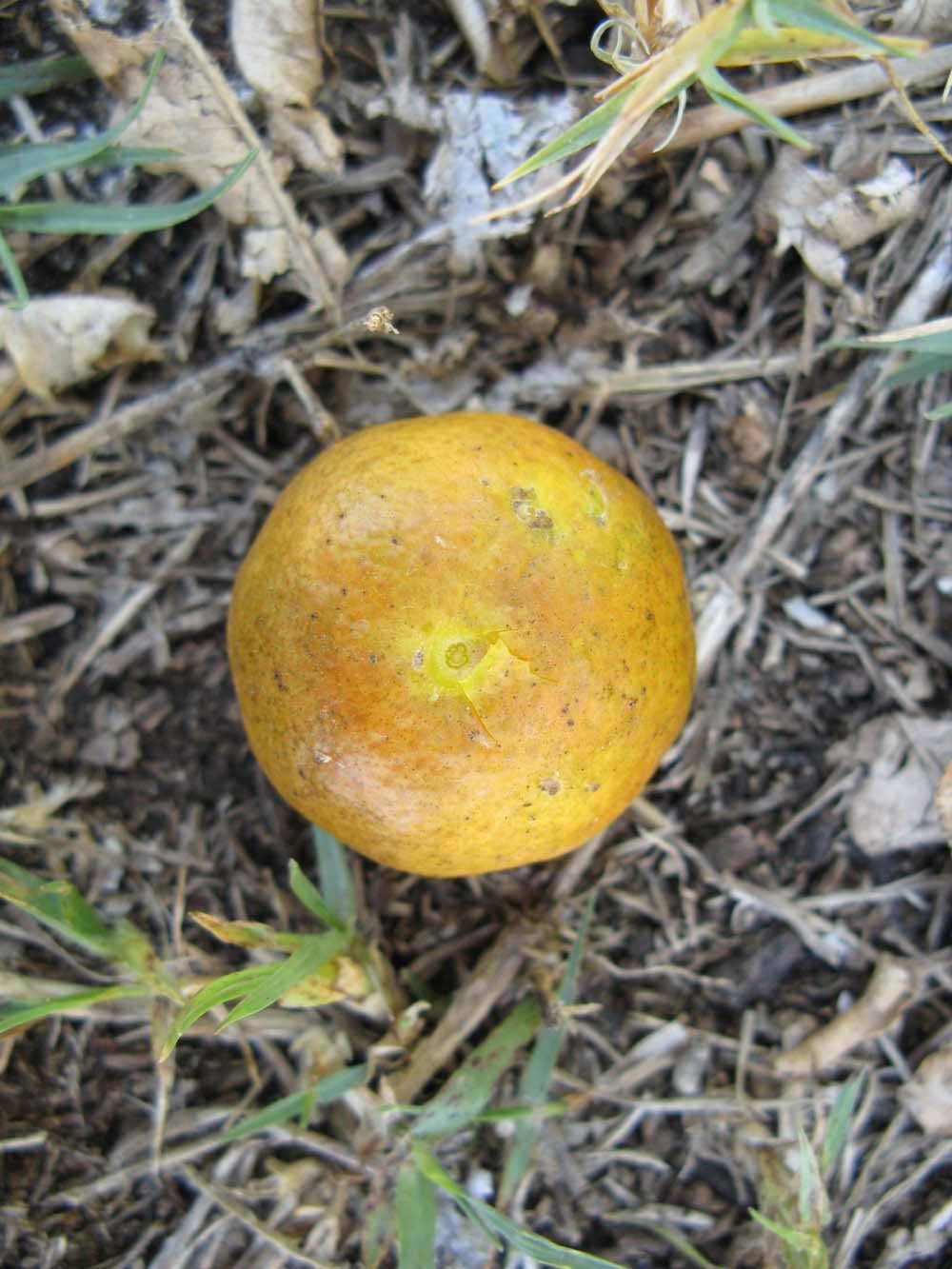            Fruit (Winter Haven, FL)   